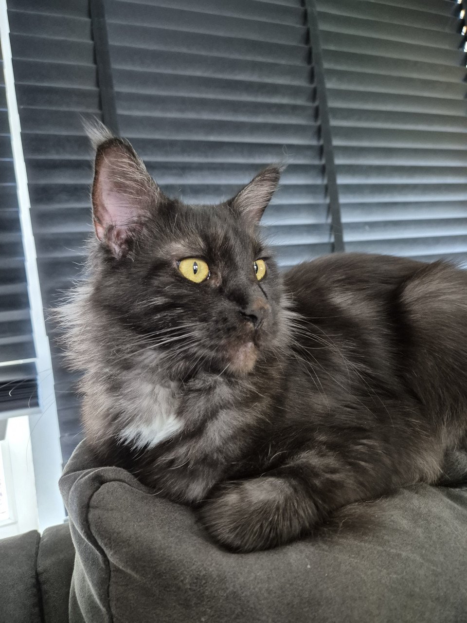 Maine coon poes 2 jaar oud