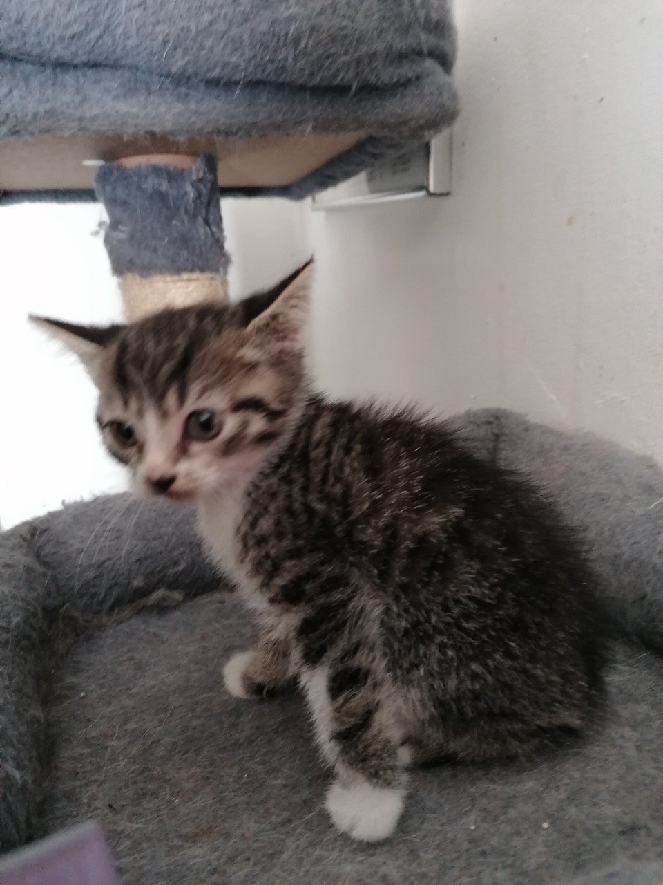 5 kittens