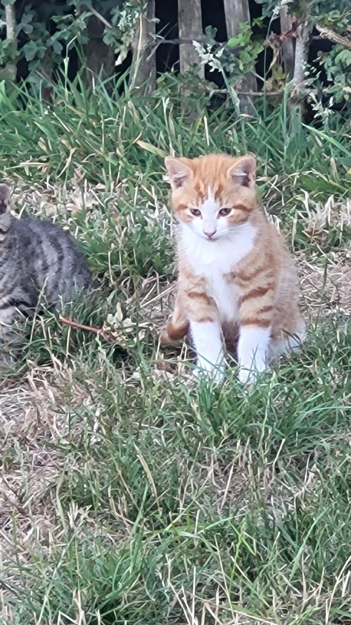 Kittens
