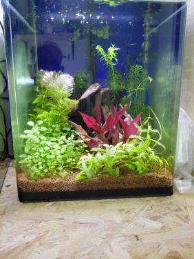 Aquarium planten