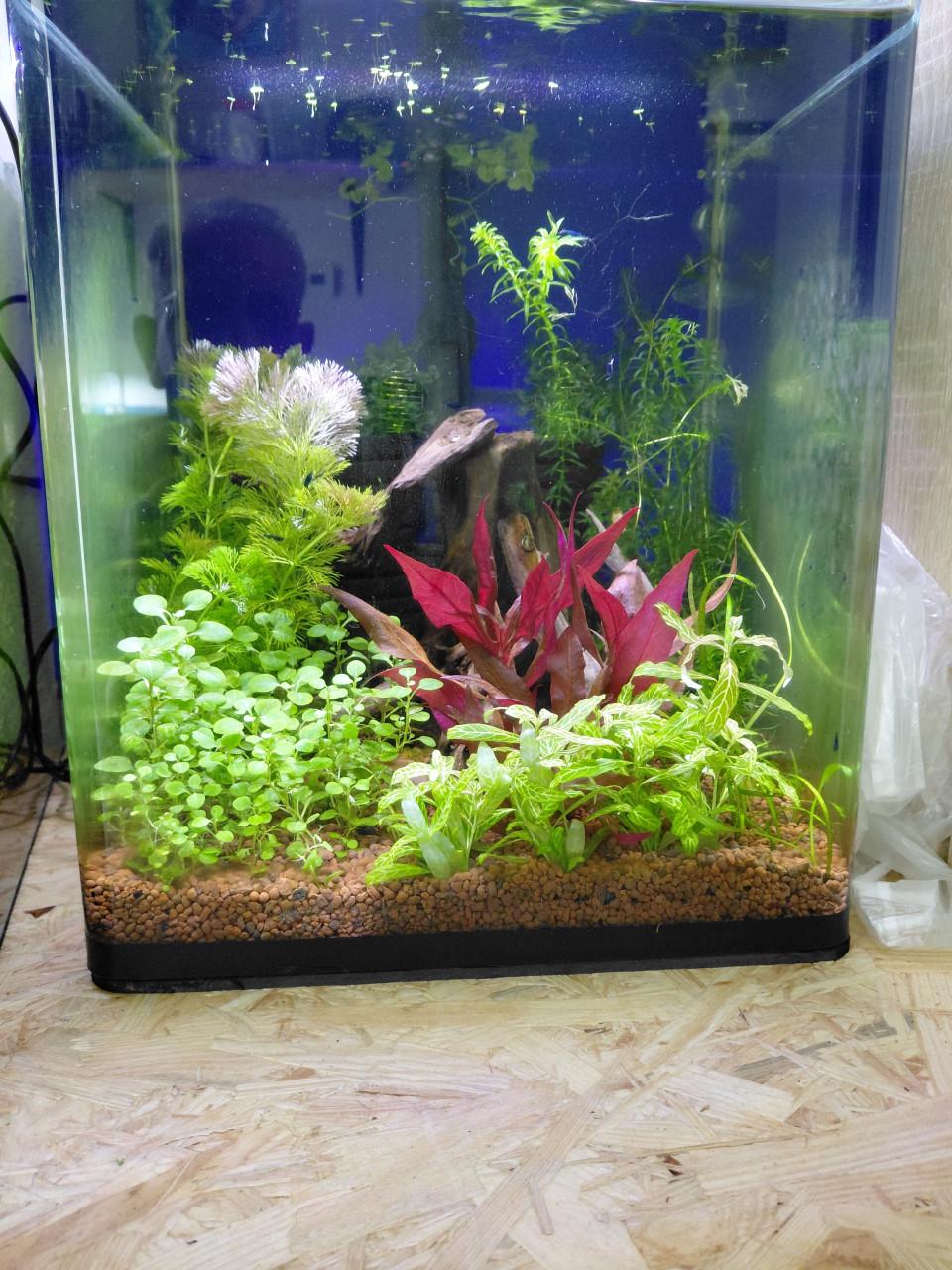 Aquarium planten