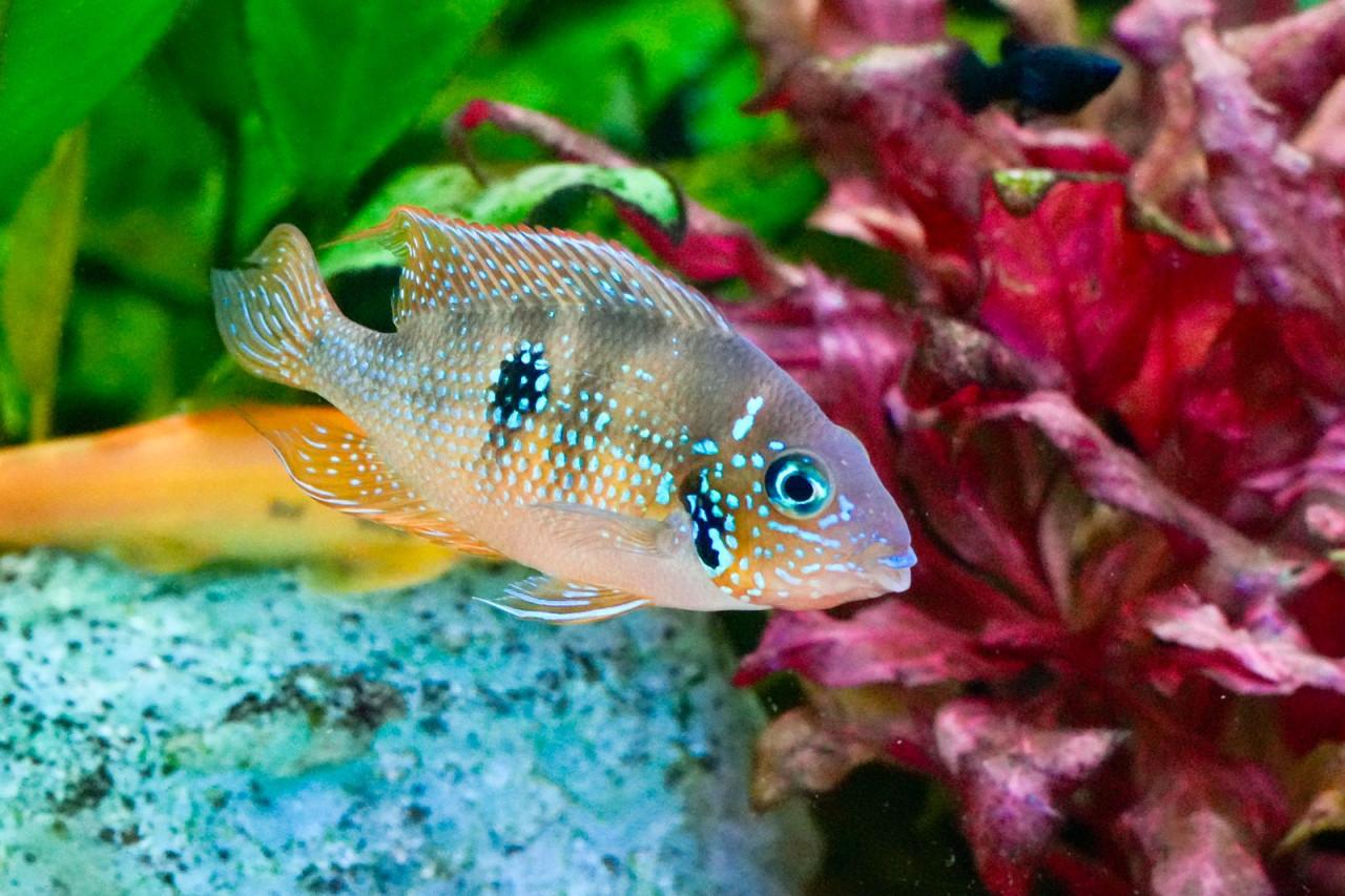 Eliotti Thorichthys goede thuis