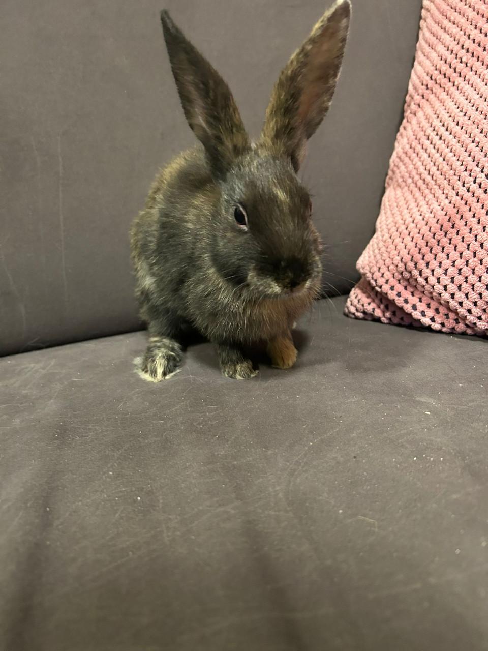 3 lieve baby konijntjes