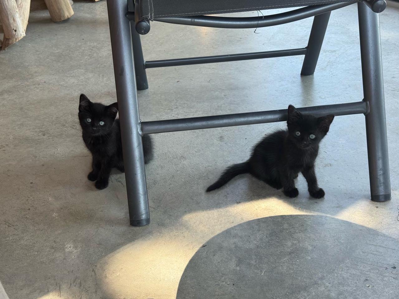 2 kittens