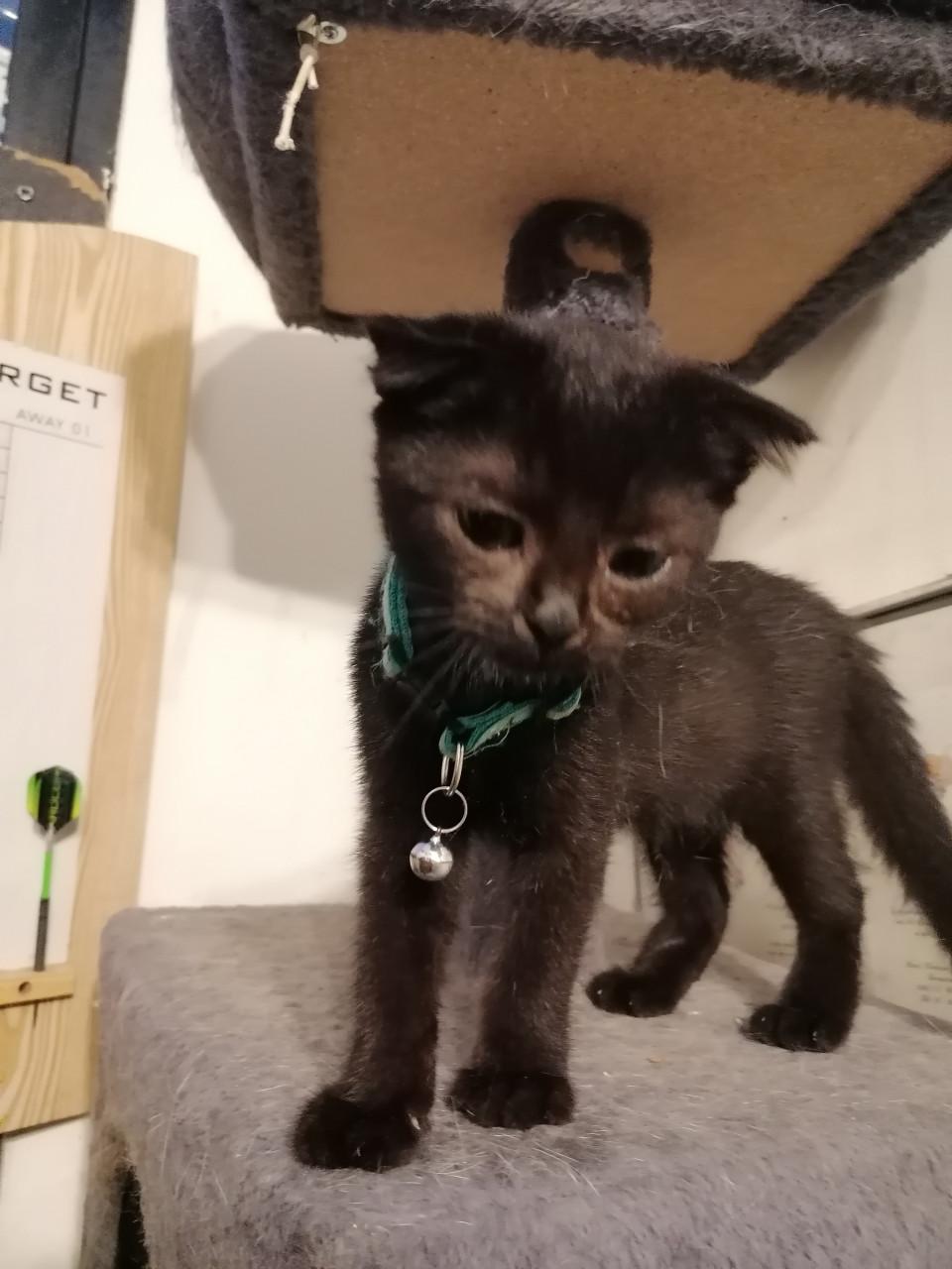 Kittens 12wkn oud