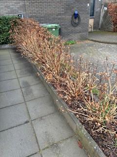 Gratis af te halen 11 grote Hortensia’s