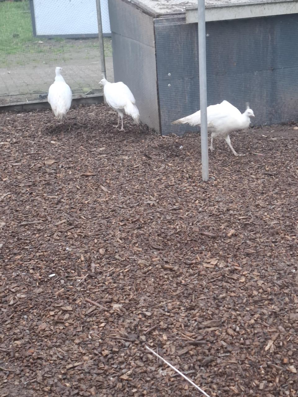 Witte en blauwe pauwen