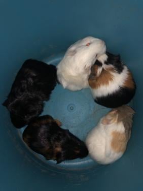 Knappe babycavia’s!!