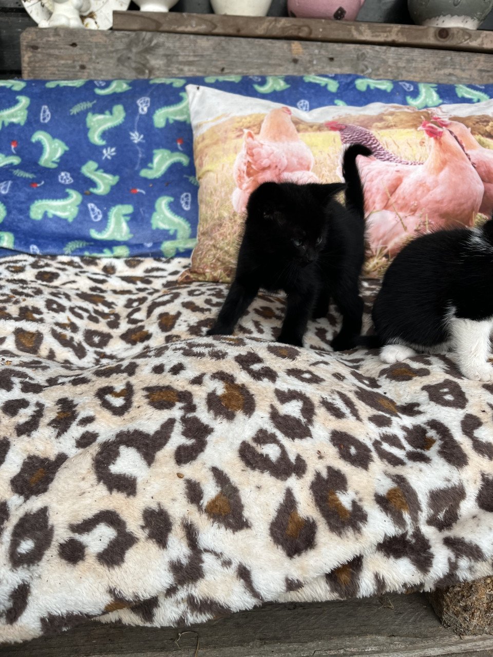 DEZE LIEVE KITTENS ZOEKEN EEN HUISJE