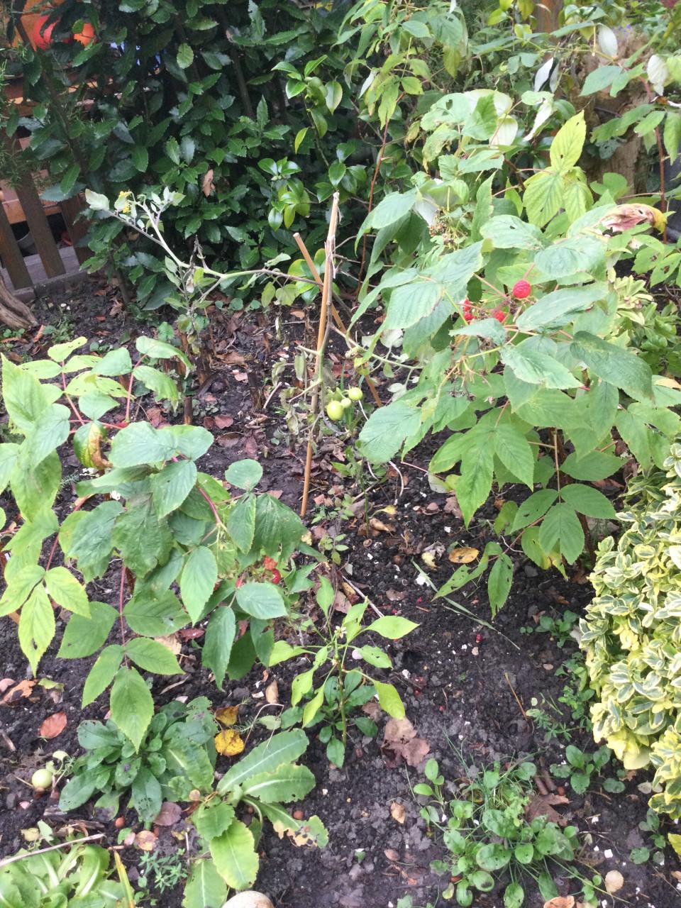 Herfst frambozen planten