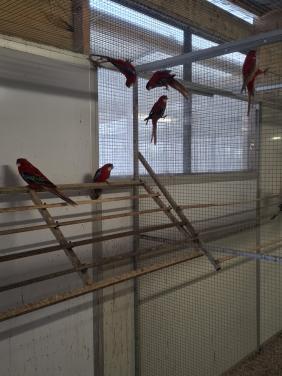 Diverse soorten rosella's