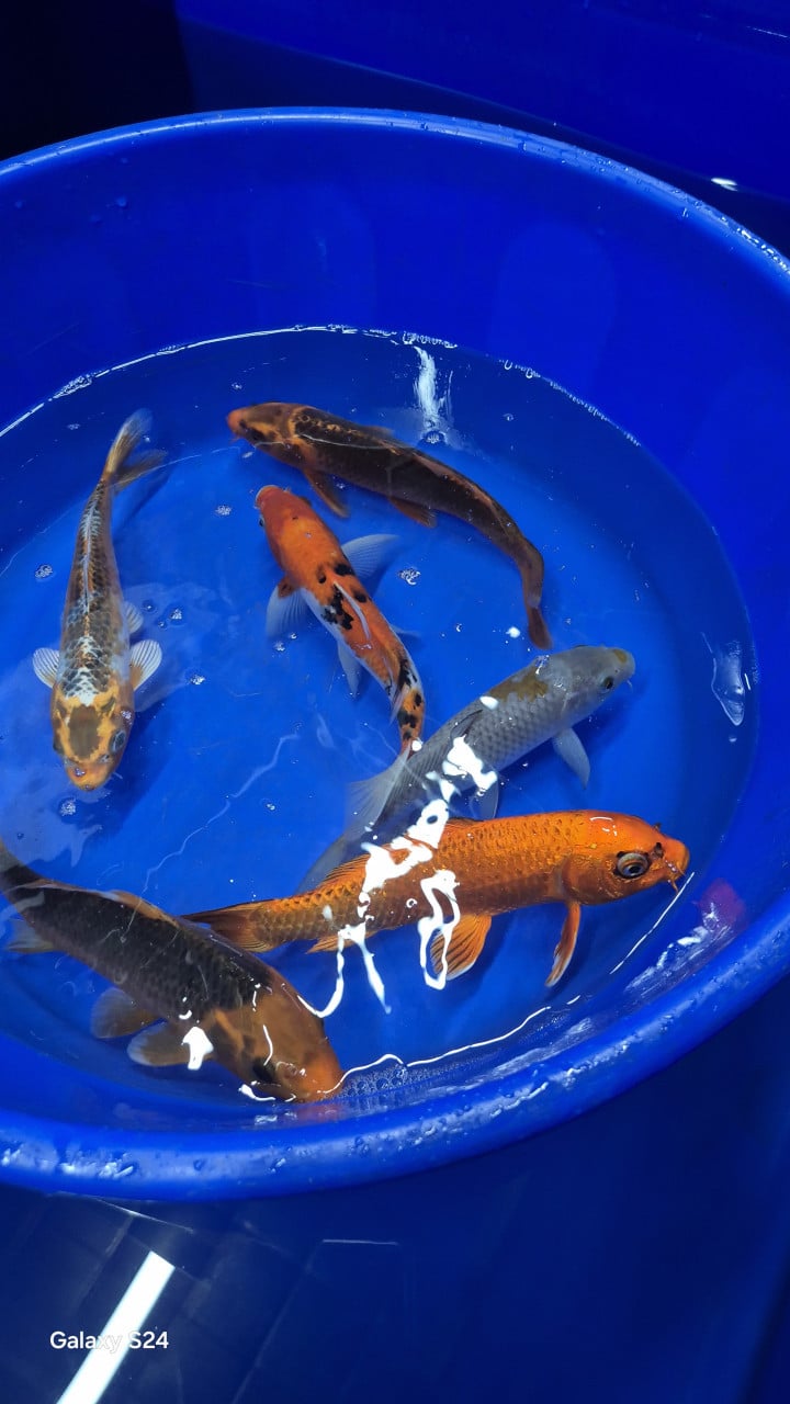 Mooie koi