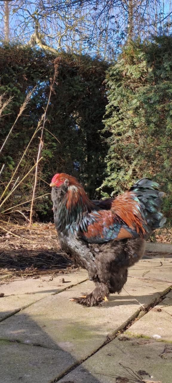 Brahma haan met baard (rood) zoekt goed huis