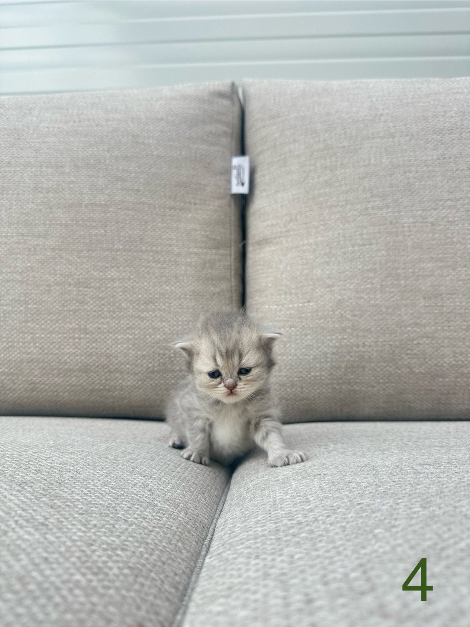 Britse korthaar kittens