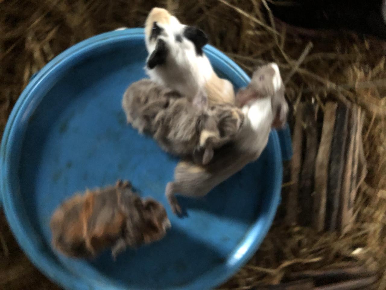 Baby. Cavia’s! Speciale kleurtjes!