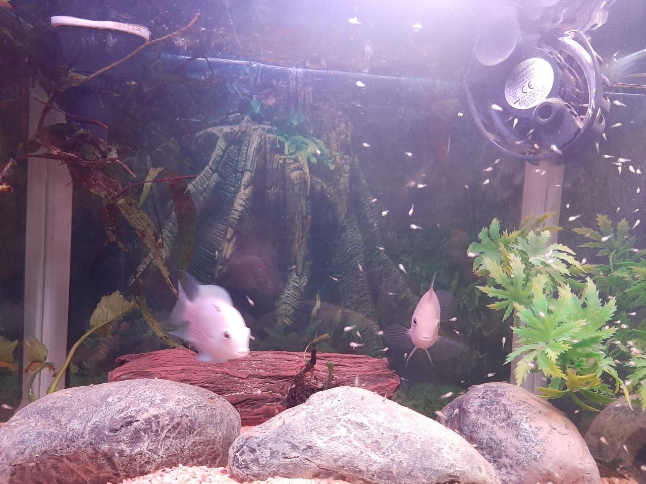 Zebracichlide albino