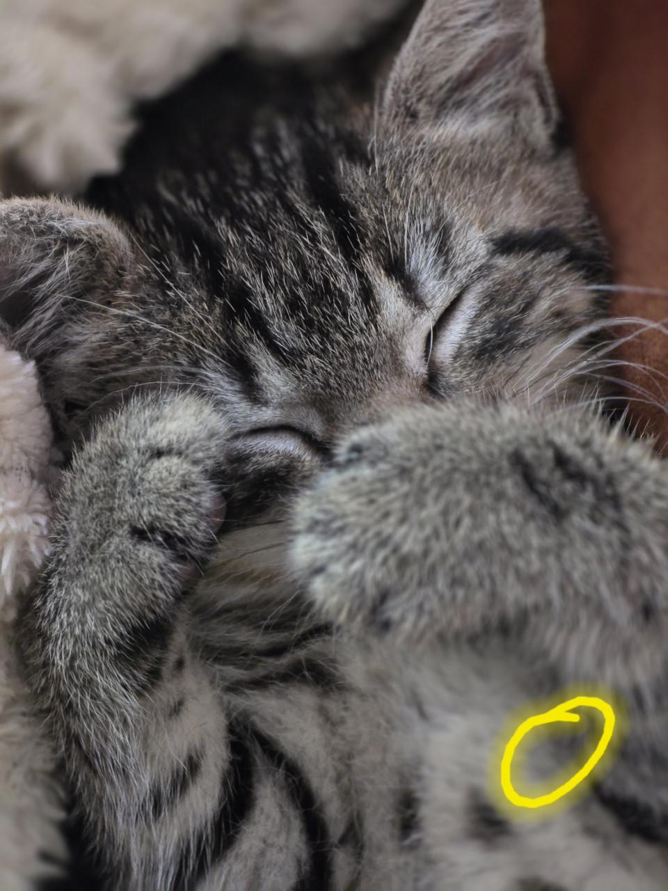 Gebroeders Knuffel en Truffel op zoek naar een nieuwe hoekbank