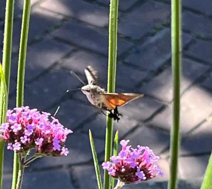 Verbena