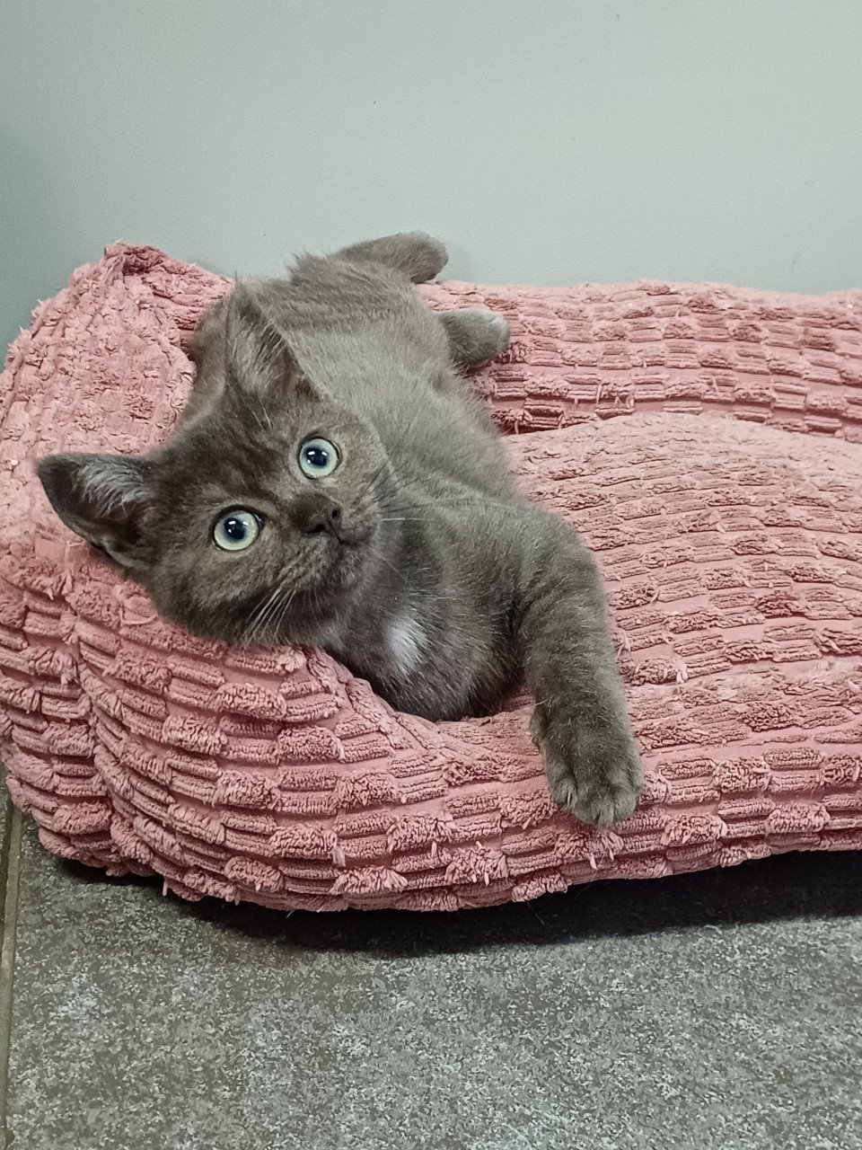 Super leuke Britskorthaar x Ragdoll kittens beschikbaar POESJES