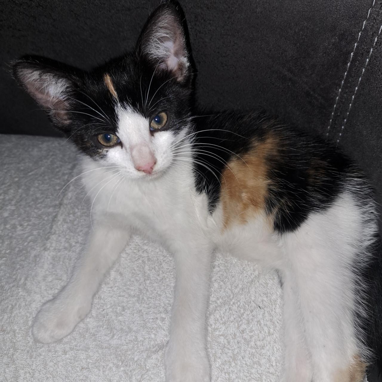Super lieve kittens
