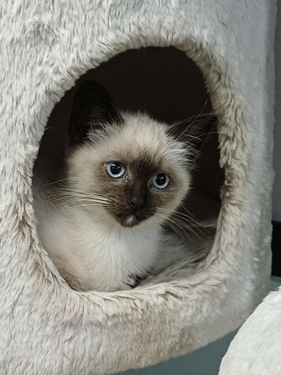 Mooie Brits Korthaar x Ragdoll kittens mogen verhuizen