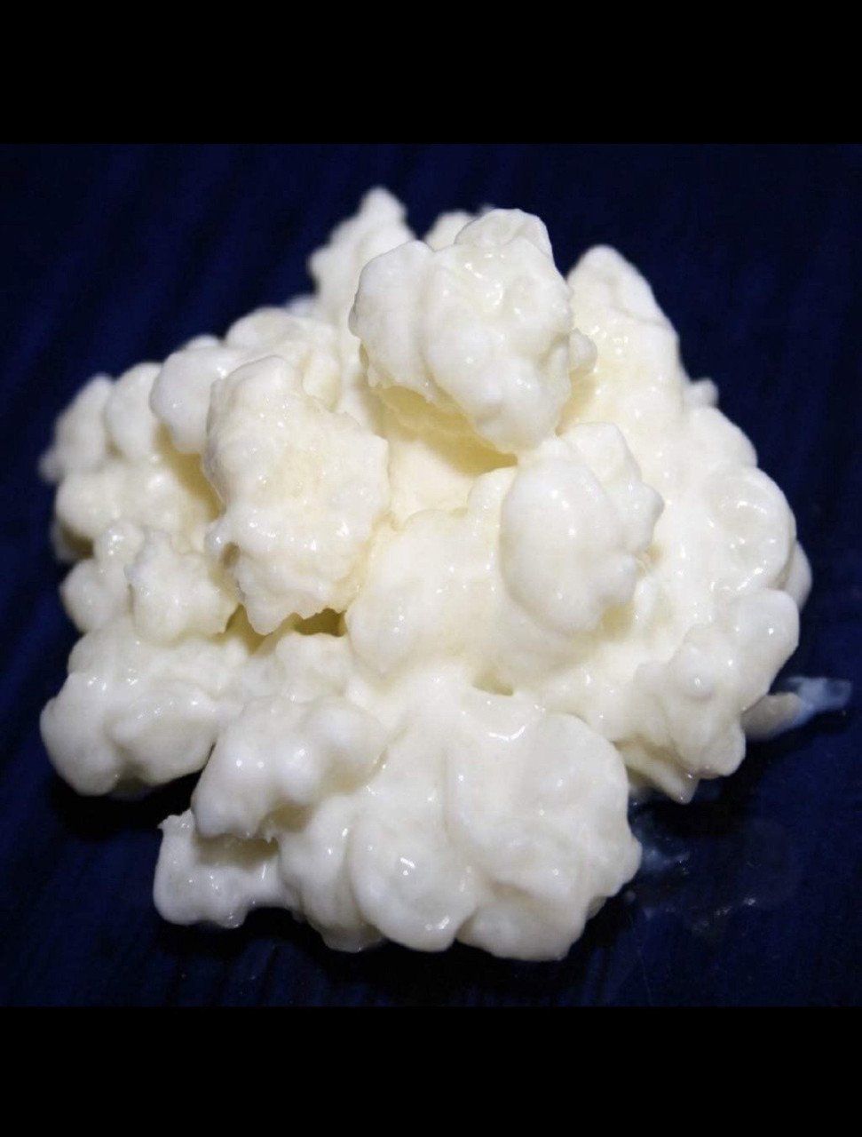 Melkkefir ('plantje')