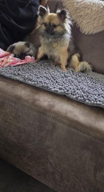 Mini pomeranian teefje (met 25% chihuahua)