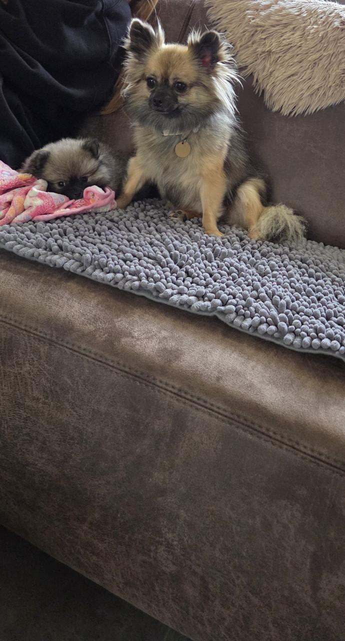 Mini pomeranian teefje (met 25% chihuahua)