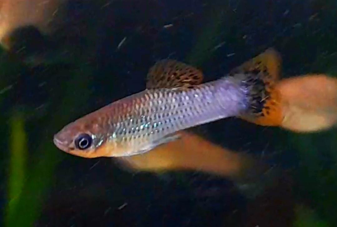 Poecilia Mexicana levendbarende