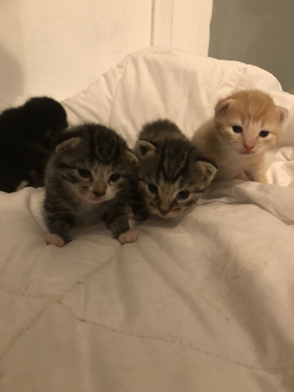 Kittens zoeken gouden mandje!