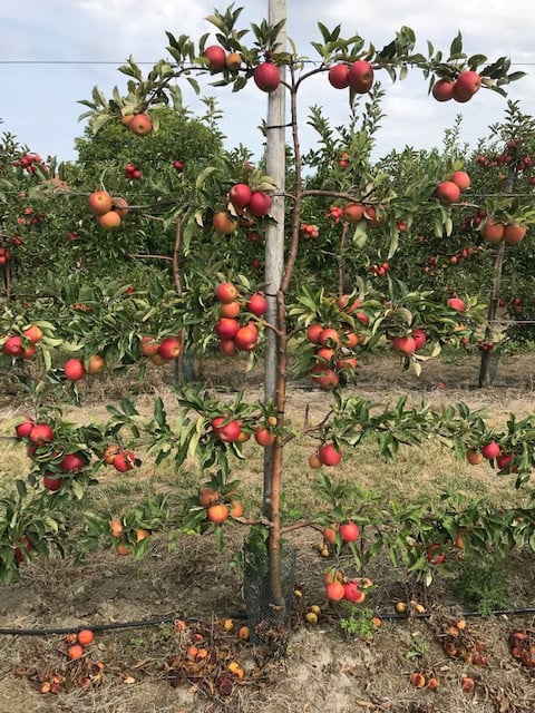 Fruitbomen in leivorm / Leibomen / Appel