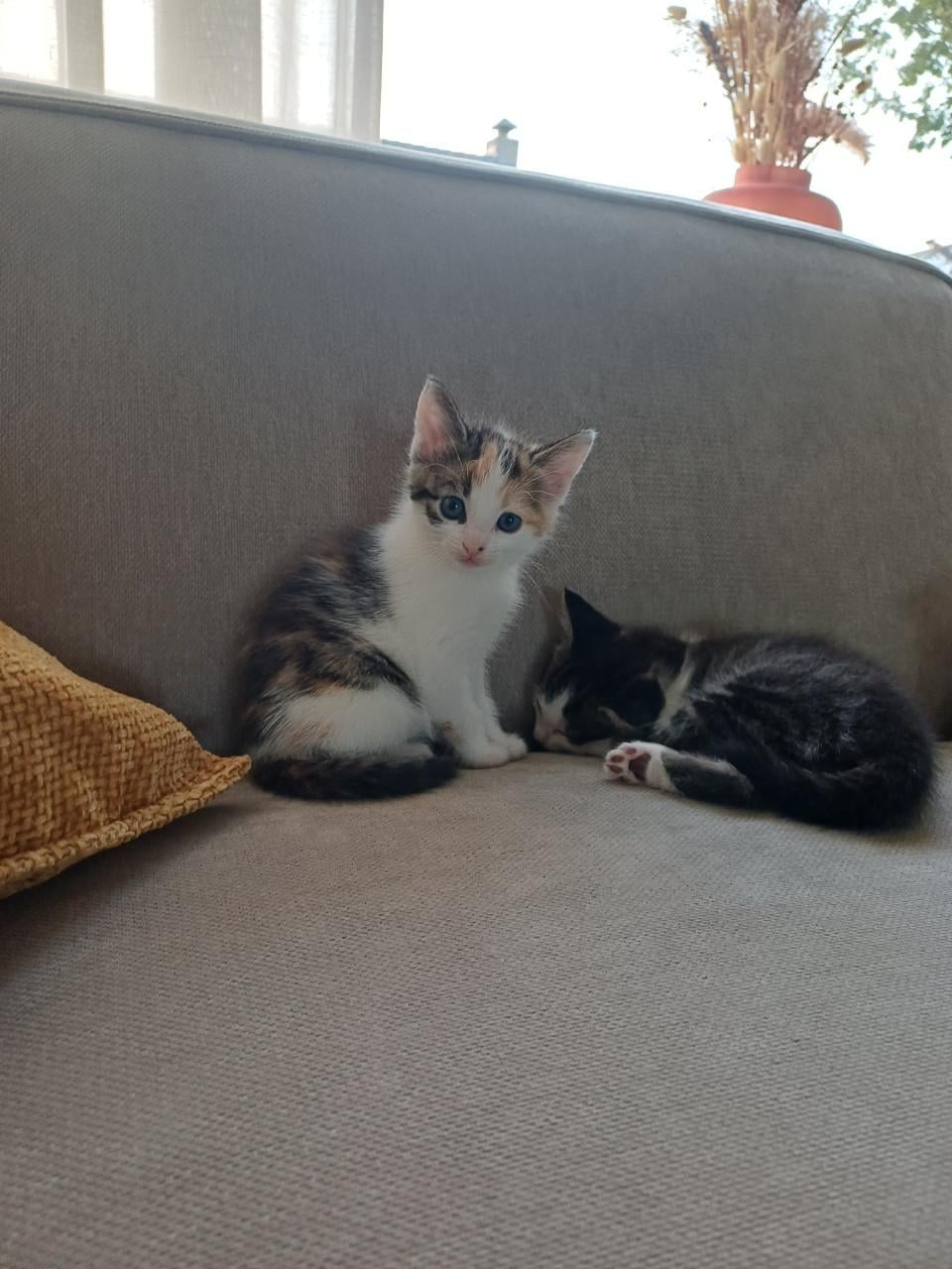 Kittens