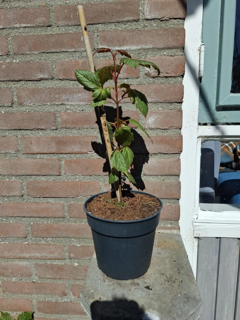 Bijzondere Slangenhuid Esdoorn