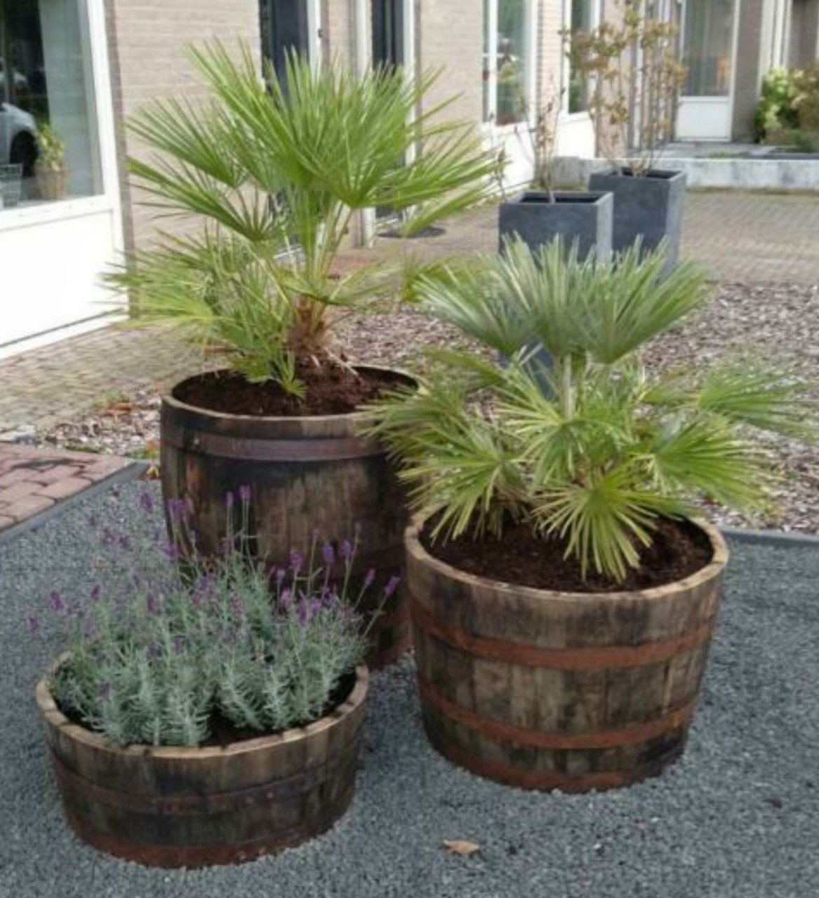 Olijfboom, palmboom, druivelaar of vijg planten