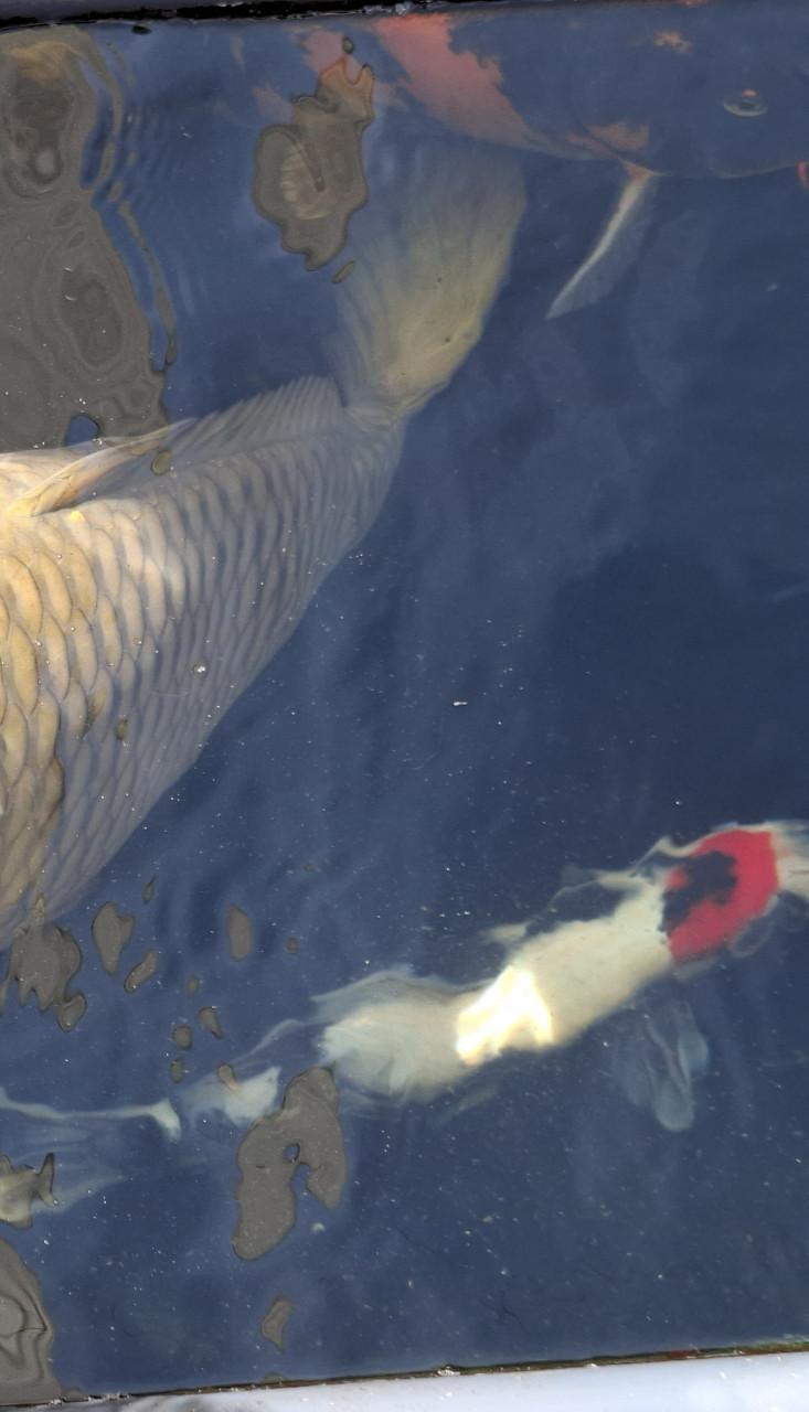 KOI KARPERS