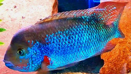 Aquariumvissen Chuco microphthalmus