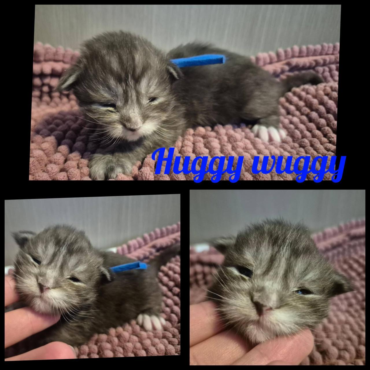 Maine coon dekkater volledig getest en kampioen op show