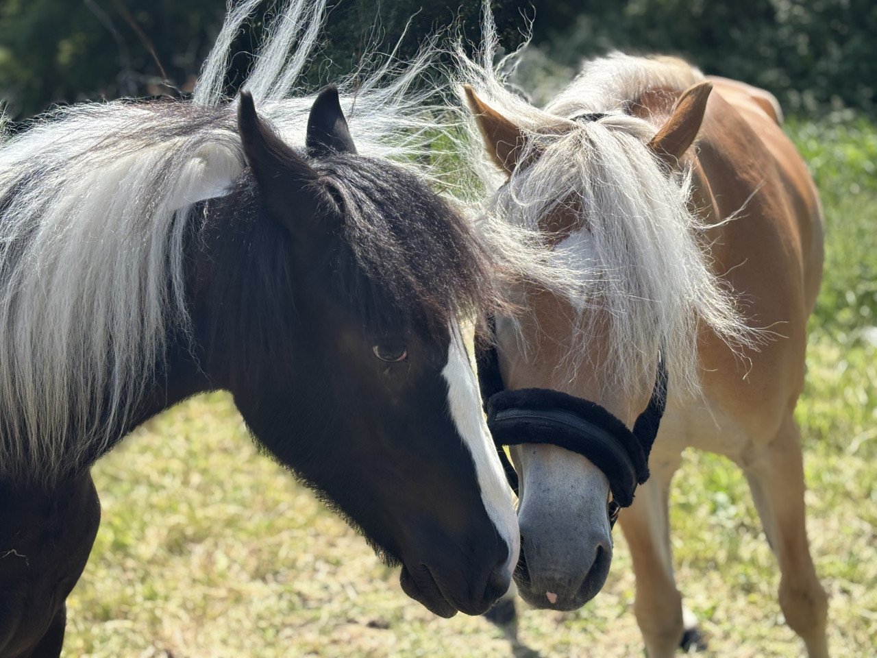 Super lieve Tinker merrie