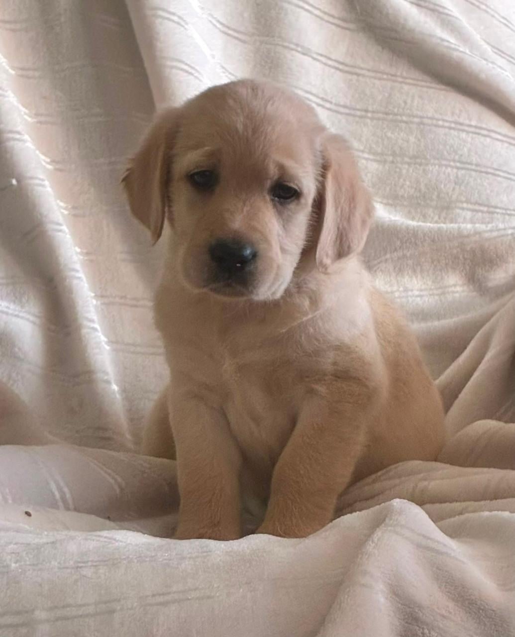 Labradoodle f1 pups beschikbaar
