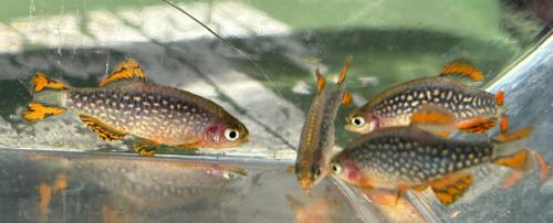 Galaxy Rasbora / hemelse parel danio