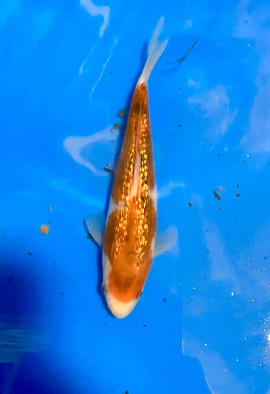 18 stuks Japanse Tosai 15-18cm.