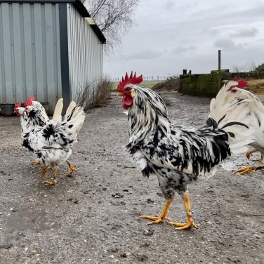 Broedeieren te koop van Bonte Leghorn