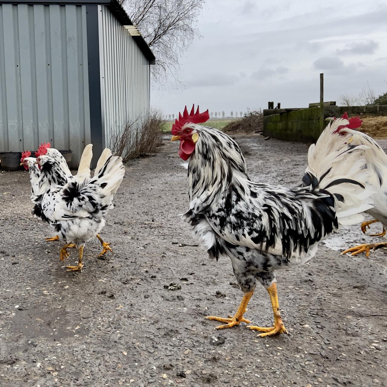 Broedeieren te koop van Bonte Leghorn