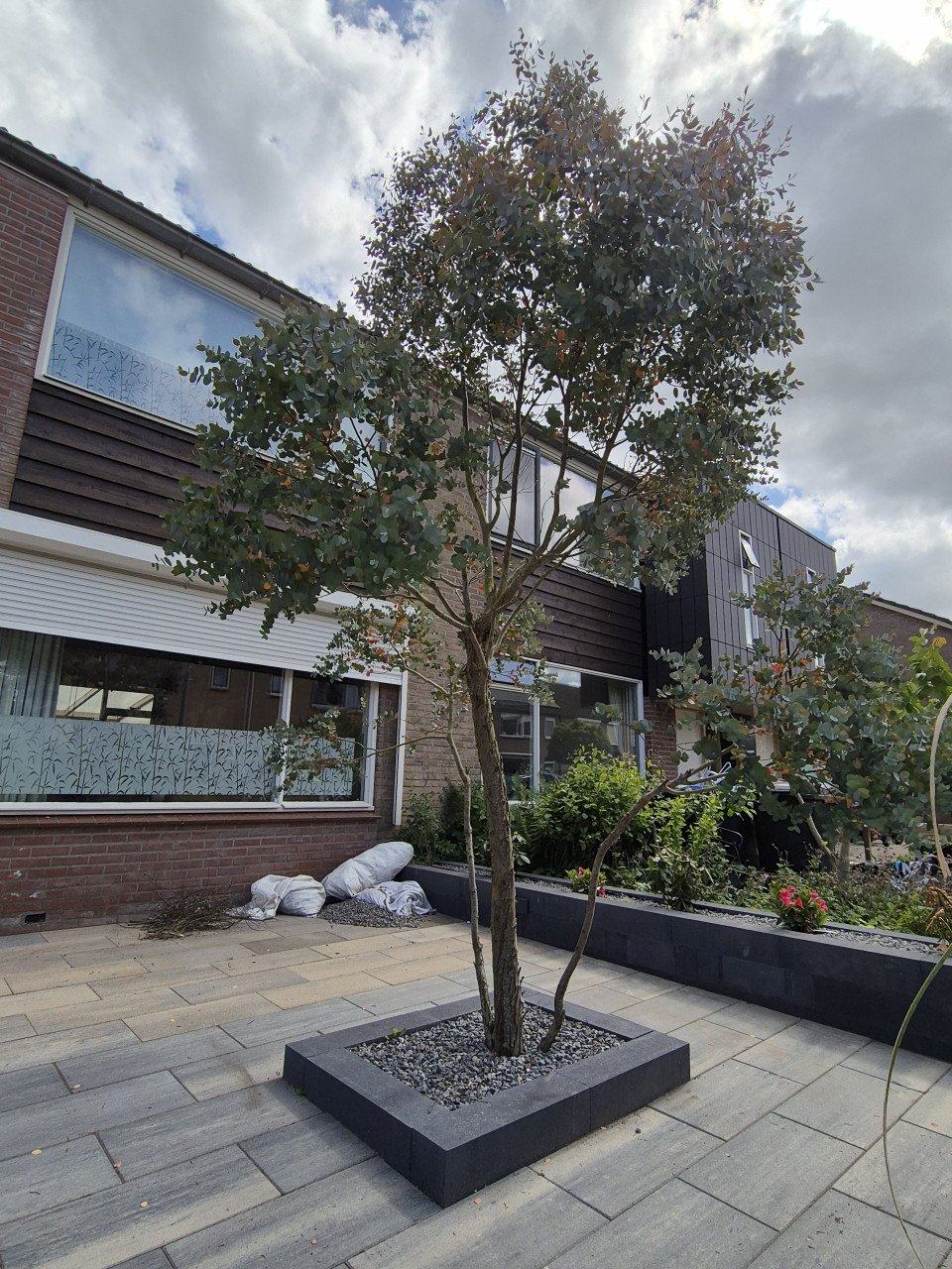 Mooie grote eucalyptus boom