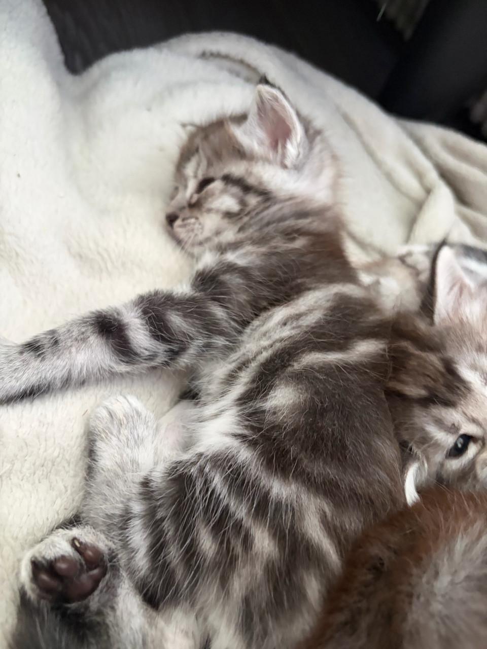 Nog 2 kittens halve maine coon