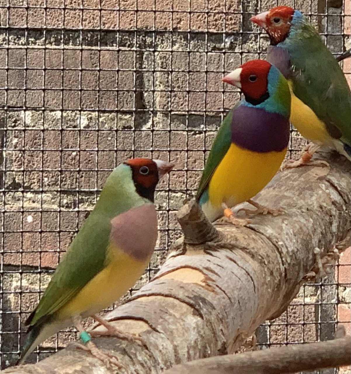 Gouldamadines (uit buitenvoliere)