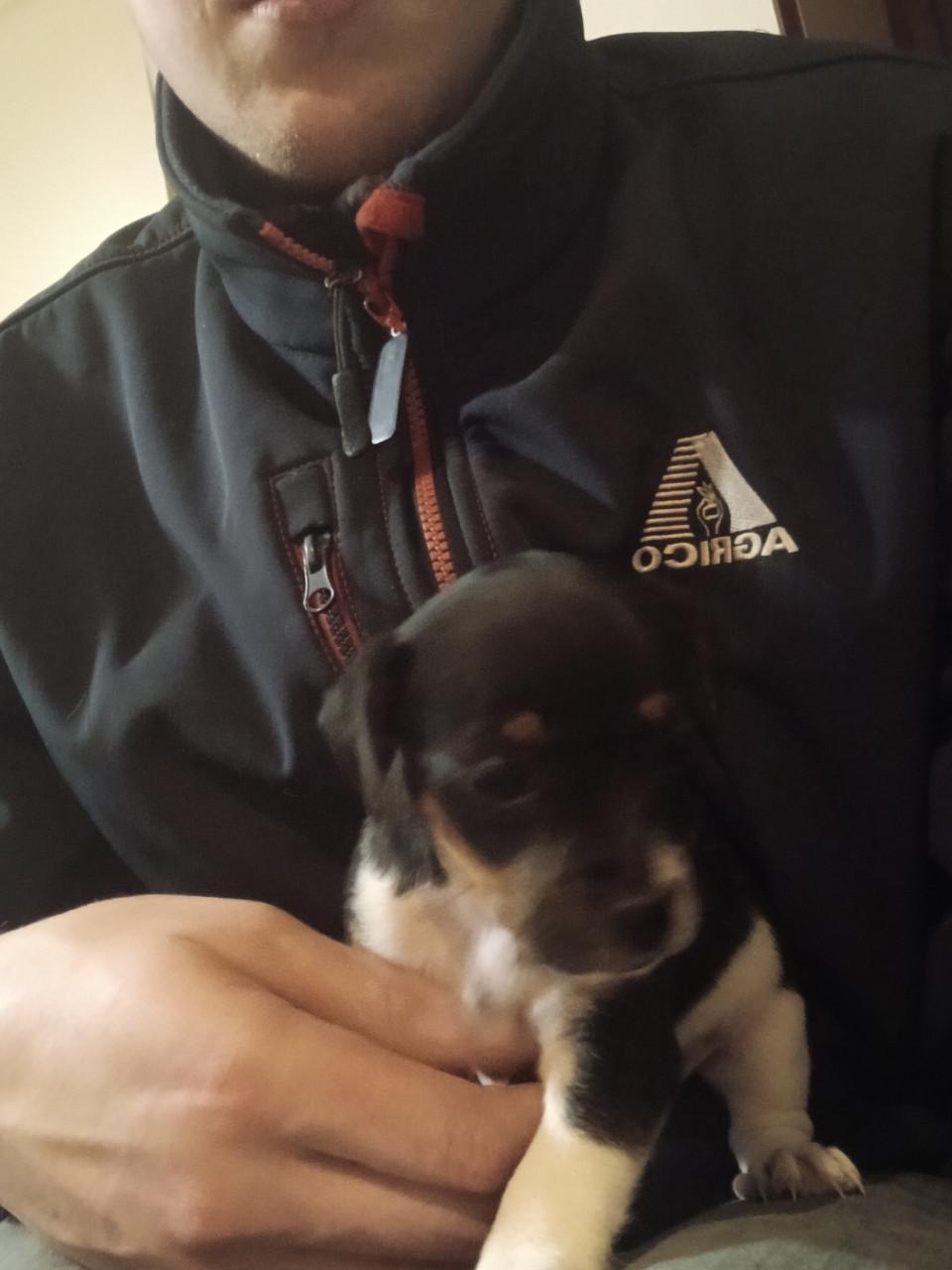 Jack Russel pups te koop