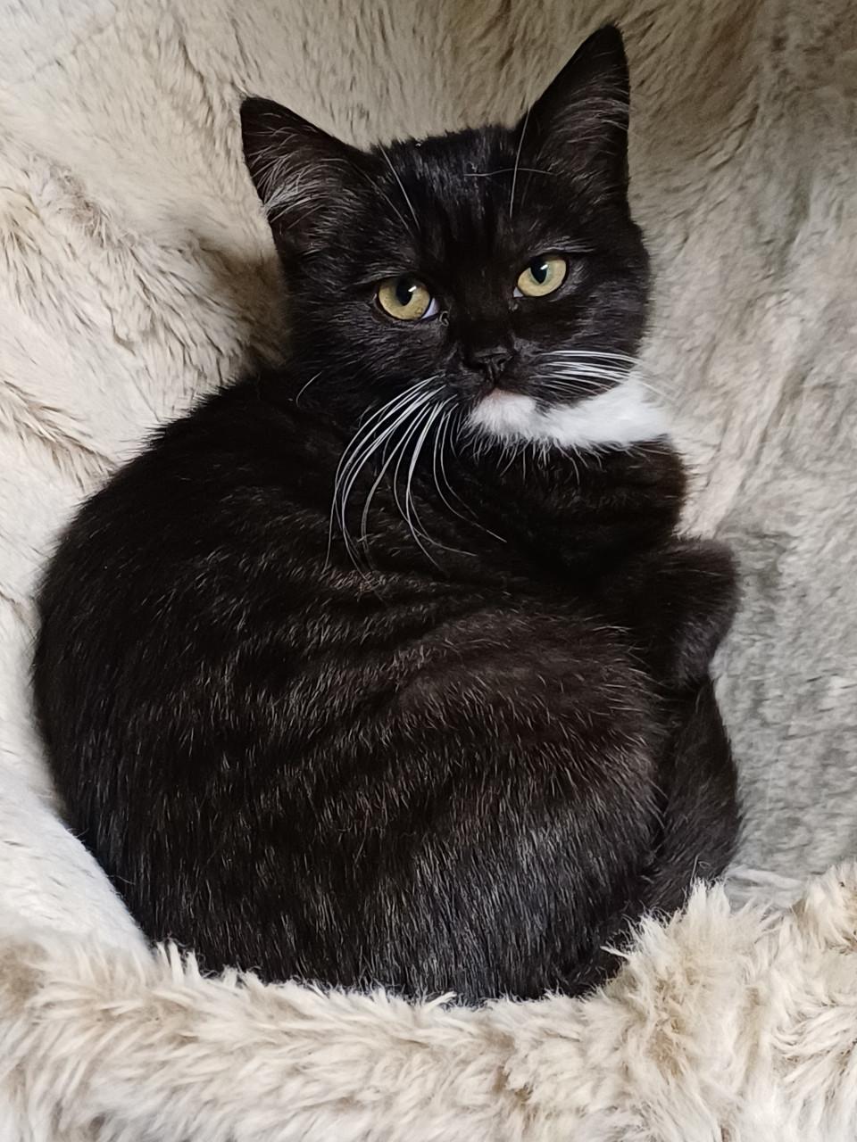 Zeer mooi Brits Korthaar x Ragdoll kitten POESJE