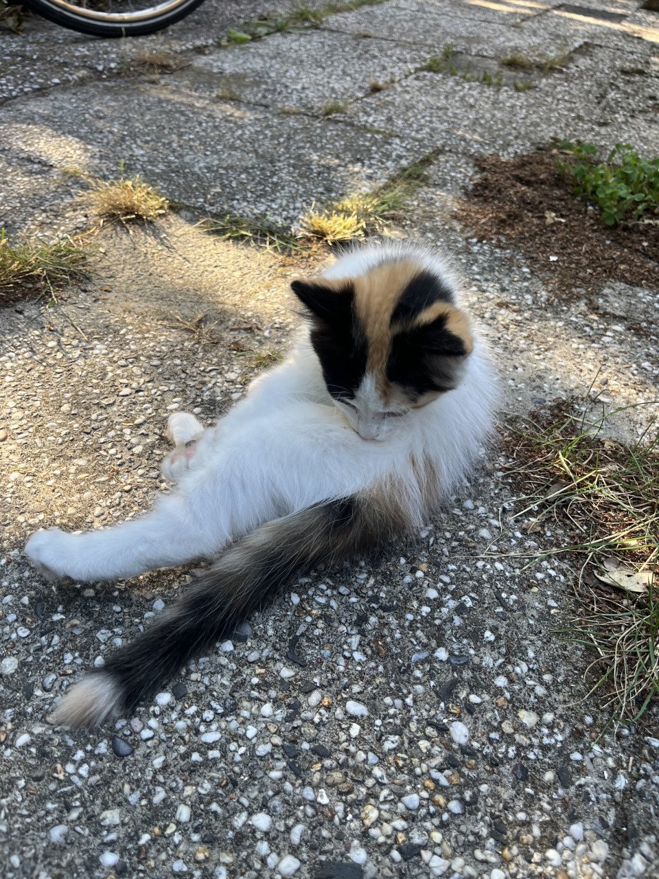 Nog 4 leuke lieve kittens te koop van 12 weken oud