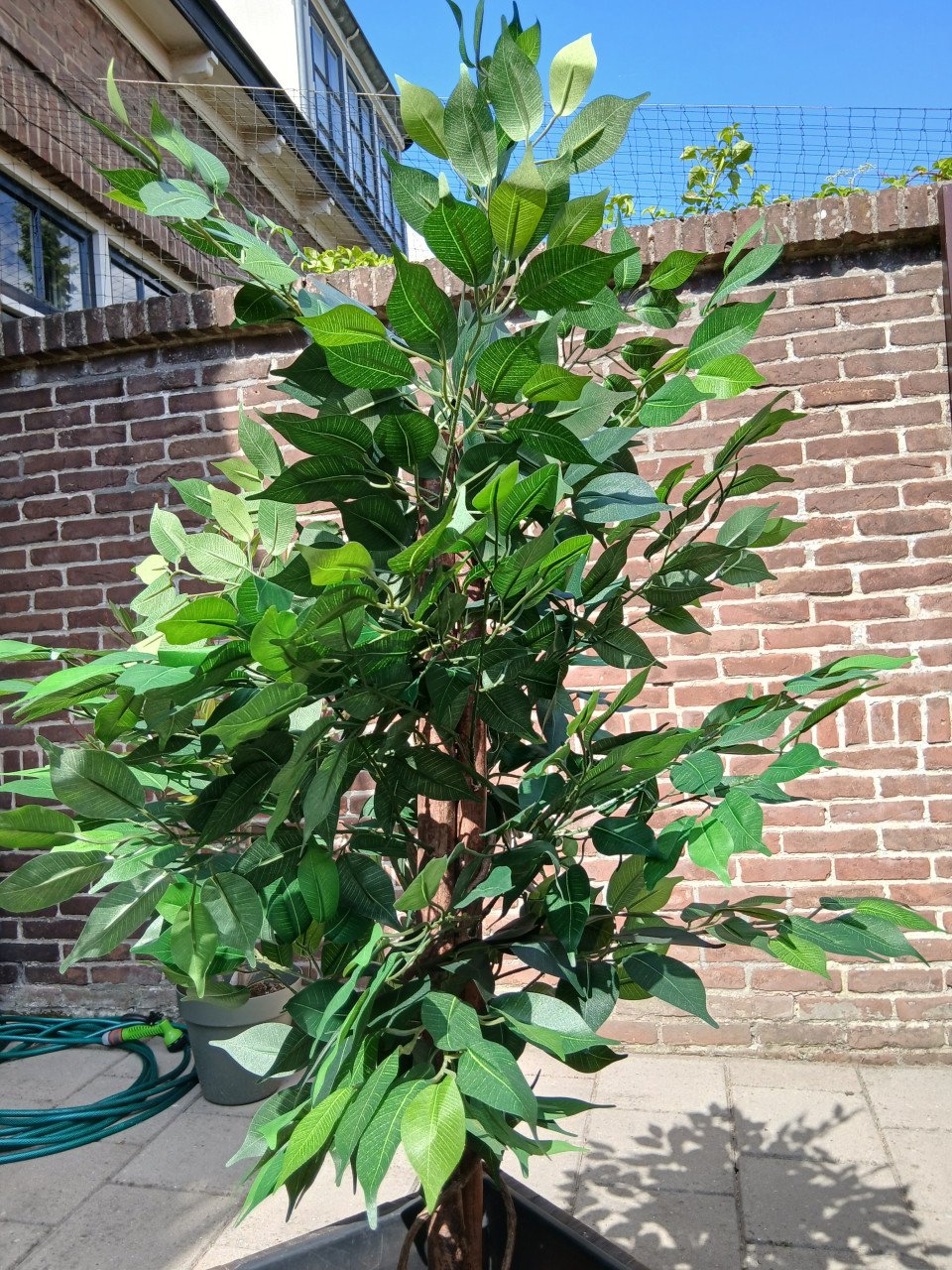 FICUS BOOM
